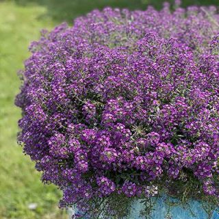 گل عسل (آلیسوم) پاکوتاه بنفش