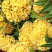 شاخه گل تاج خروس چتری پاكوتاه تک رنگ طلایی (گلدانی)
