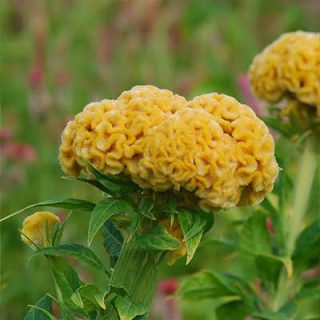 گل تاج خروس چتری پاكوتاه تک رنگ طلایی (گلدانی)