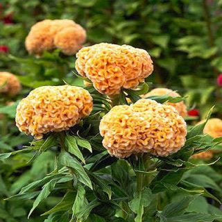 گل تاج خروس چتری پاكوتاه تک رنگ طلایی (گلدانی) در باغ