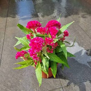 گل تاج خروس چتری پاكوتاه تک رنگ قرمز (گلدانی) در گلدان