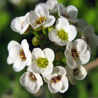 شکوفه گل عسل (آلیسوم) پاکوتاه سفید