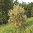 میوه سنجد ژاپنی در چنگل