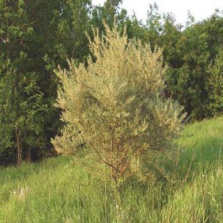 میوه سنجد ژاپنی در چنگل