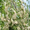 میوه سنجد ژاپنی در بهار