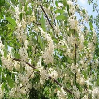 میوه سنجد ژاپنی در بهار