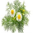 بذر بابونه دارویی سفید (آلمانی) پس زمینه