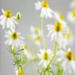 شکوفه بابونه دارویی سفید (آلمانی)