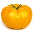 گوجه فرنگی غول پیکر زرد بلژیکی