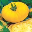 شاخه گوجه فرنگی غول پیکر زرد بلژیکی
