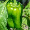 میوه فلفل دلمه ای غول پیکر