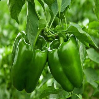 فلفل دلمه ای غول پیکر سبز