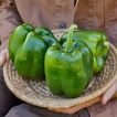 فلفل دلمه ای غول پیکر در کاسه