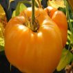 ساقه گوجه فرنگی غول پیکر پرتغالی درختی