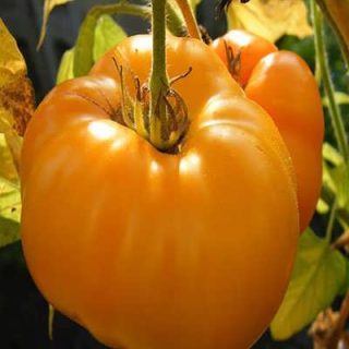 ساقه گوجه فرنگی غول پیکر پرتغالی درختی