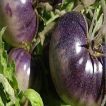 شاخه گوجه فرنگی غول پیکر بنفش درختی