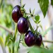 بذر گوجه فرنگی غول پیکر ارغوانی درختی