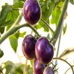 شکوفه گوجه فرنگی غول پیکر ارغوانی درختی