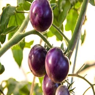 شکوفه گوجه فرنگی غول پیکر ارغوانی درختی