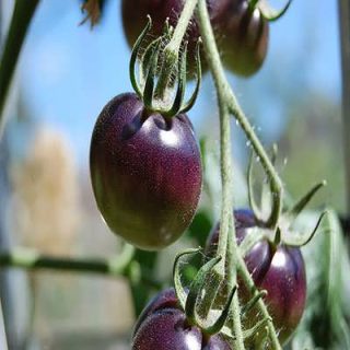 بوته گوجه فرنگی غول پیکر ارغوانی درختی