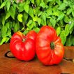 بذر گوجه فرنگی غول پیکر قرمز بوته ای پس زمینه