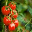 شاخه گوجه فرنگی غول پیکر قرمز بوته ای