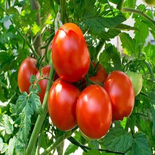 بوته گوجه فرنگی غول پیکر قرمز بوته ای