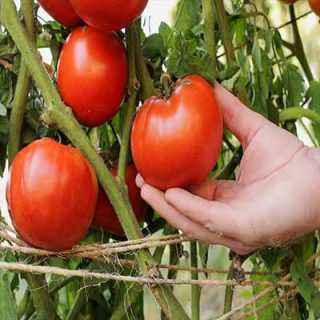 میوه گوجه فرنگی غول پیکر قرمز بوته ای