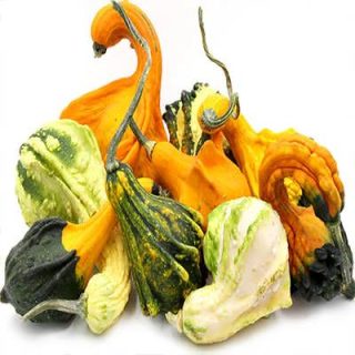 کدو گرملینز زیبا