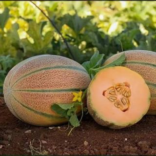 میوه خربزه جانا عسلی روی خاک