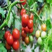 گوجه فرنگی قرمز بوته ای آبدار در باغ