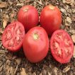 گوجه فرنگی قرمز بوته ای آبدار روی میز