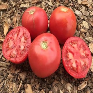 گوجه فرنگی قرمز بوته ای آبدار روی میز