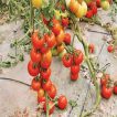شاخه گوجه فرنگی قرمز بوته ای آبدار