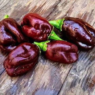فلفل دلمه‌ای لایلک