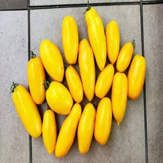 گوجه زیتونی زرد درشت درختی از بالا