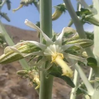 شکوفه گل شکافته