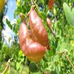 شکوفه نیام حبابی