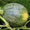 شاخه کدو تنبل ببری کشیده