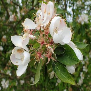 شکوفه درخت سیب چینی