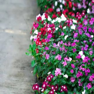 بوته گل پریوش پامتوسط پرگل میکس