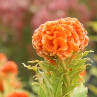 گل تاج خروس چتری چند شاخه پامتوسط نارنجی