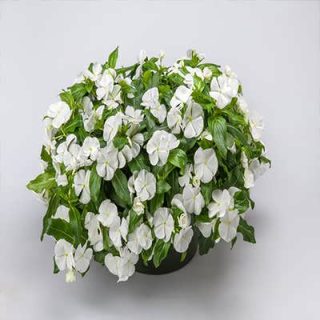 بذر پریوش پامتوسط پرگل سفید پس زمینه
