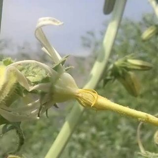 گل شکافته