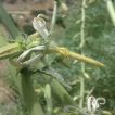 شاخه گل شکافته