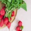 بذر تربچه نقلی روی میز