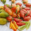 بذر گوجه زیتونی ببری میکس برش خورده