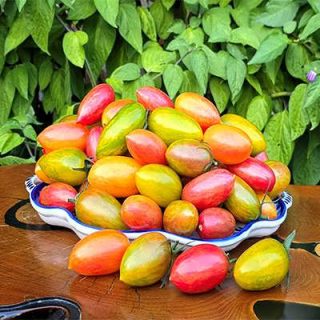 بذر گوجه زیتونی ببری میکس در کاسه