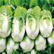 بوته کاهو ژاپنی از بالا