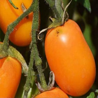 شاخه گوجه زیتونی نارنجی درختی